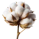 A fluffy white cotton boll with dry brown petals on a thin stem against a white background.