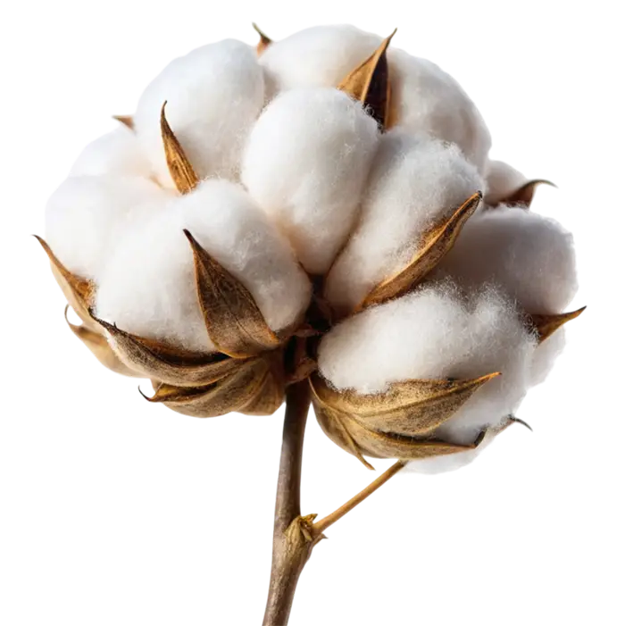 A fluffy white cotton boll with dry brown petals on a thin stem against a white background.