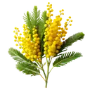 A mimosa branch with bright yellow spherical flowers and green feathery leaves on a white background.