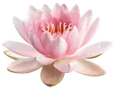 A blooming pink water lily with multiple petals and yellow stamens on a white background.