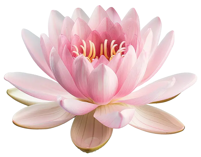A blooming pink water lily with multiple petals and yellow stamens on a white background.