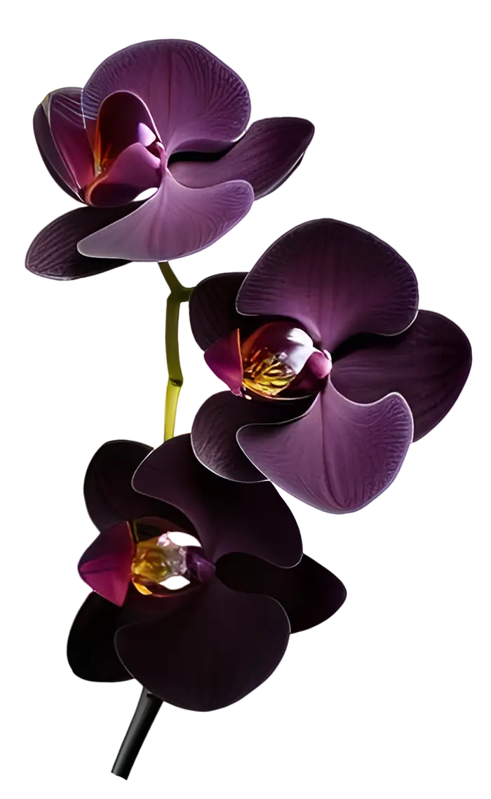 Three deep purple orchids on a green stem with yellow detail at the centre, on a white background.