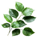 A green branch with smooth, glossy leaves on a white background.