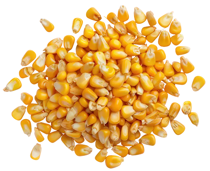 A pile of dried yellow corn kernels scattered on a white background.