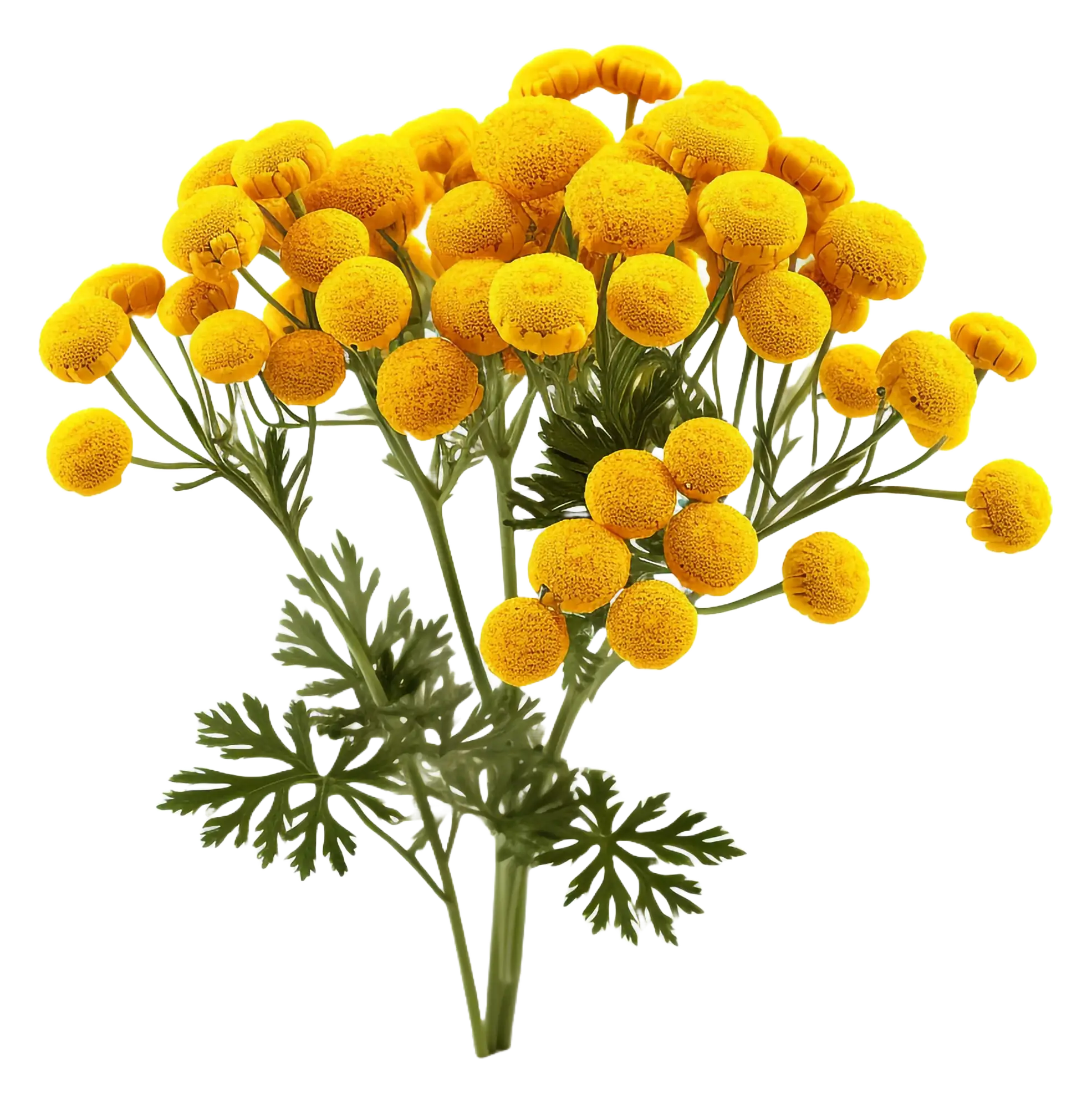 A bouquet of small yellow spherical flowers with green leaves on a white background.