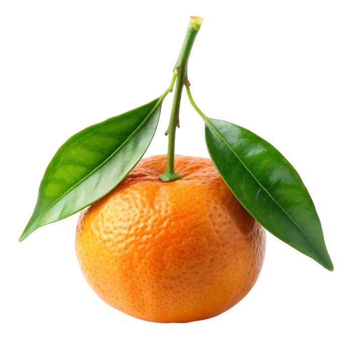 A whole orange mandarin with a green stem and two glossy leaves on a white background.