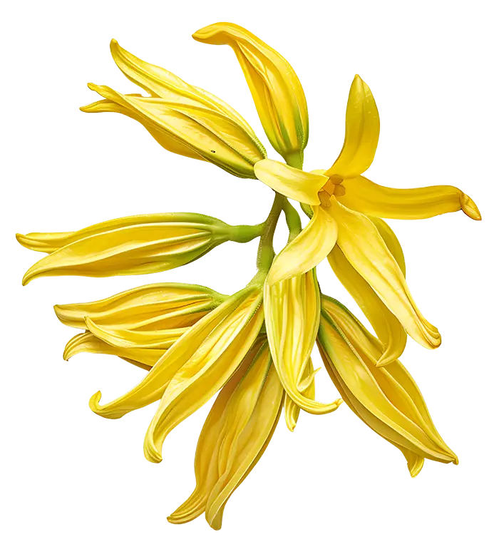 Yellow ylang ylang flowers with long, wavy petals on a white background.