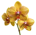 Yellow orchids with delicate brown streaks and a purple centre on a white background.