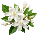 Two white flowers in bloom with yellow stamens, surrounded by green leaves and closed buds.
