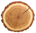 Round cross-section of a tree trunk showing visible concentric rings and rough brown bark on a white background.
