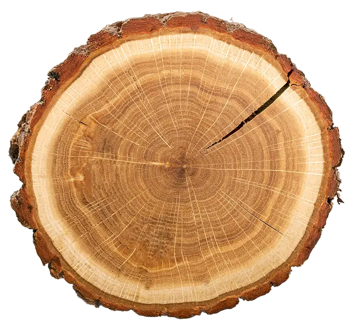 Round cross-section of a tree trunk showing visible concentric rings and rough brown bark on a white background.