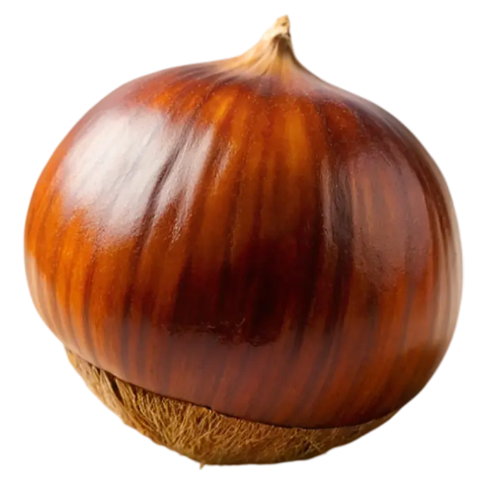 A whole chestnut with a shiny brown shell and rough base on a white background.