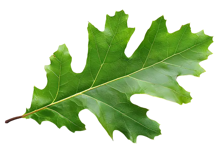 A vivid green oak leaf with prominent veins and serrated edges on a white background.