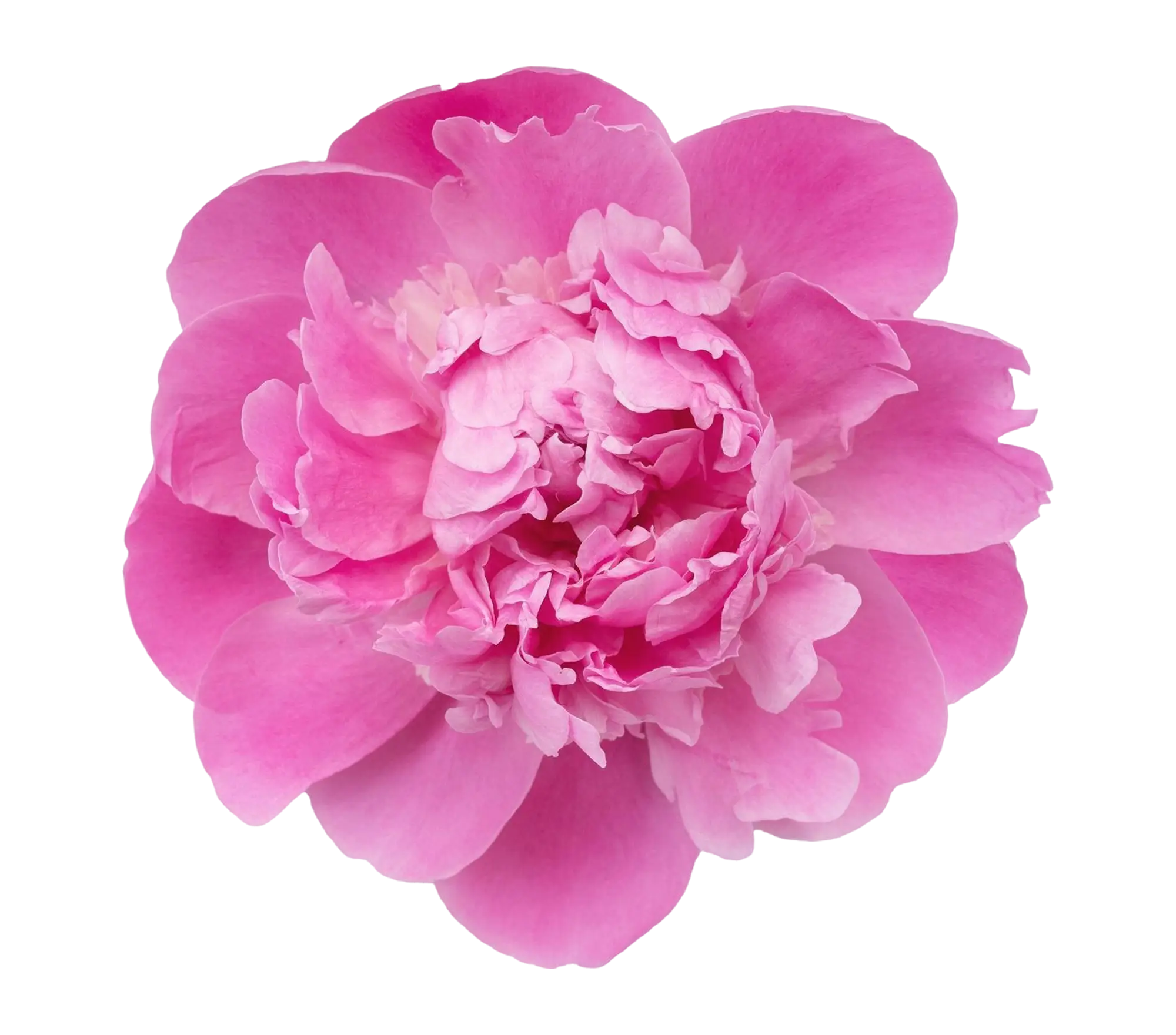 A fully bloomed pink peony with layered petals on a white background.