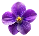 A purple five-petal flower with yellow stamens at the center, on a white background.