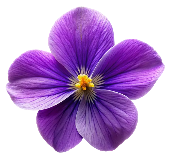 A purple five-petal flower with yellow stamens at the center, on a white background.