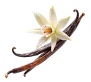 A white vanilla blossom resting on top of three dried vanilla pods, on a white background.