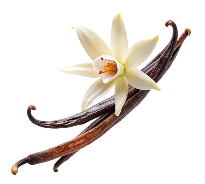 A white vanilla blossom resting on top of three dried vanilla pods, on a white background.