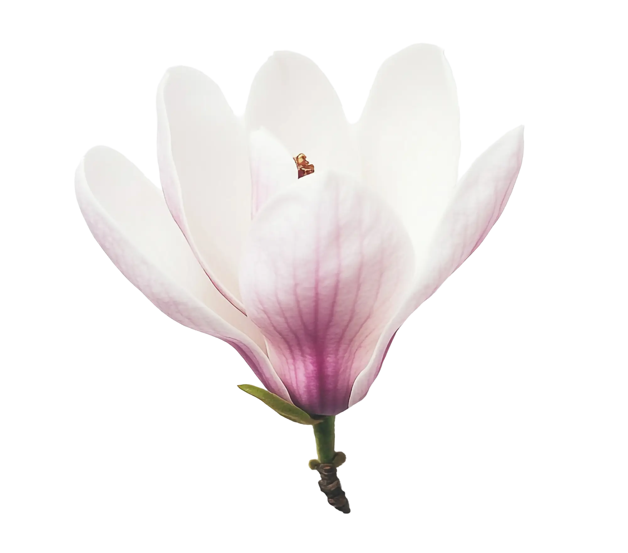 A blooming magnolia flower with white and soft pink petals on a white background.
