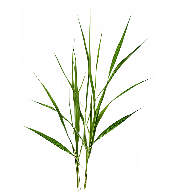 Long green grass blades with fine yellow stripes on a white background.