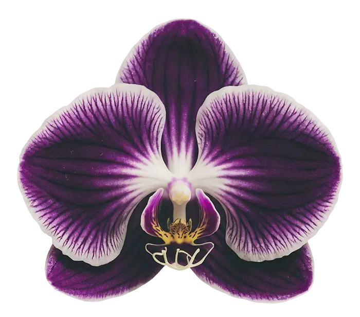 A purple orchid with white details and striped petals on a clean white background.