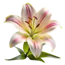 A white lily with pink-striped petals and green leaves on a white background.