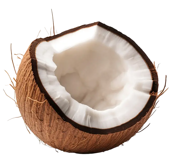 A halved coconut with brown fibrous shell and white flesh on a white background.