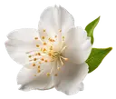 A white jasmine flower with yellow stamens and two green leaves on a white background.