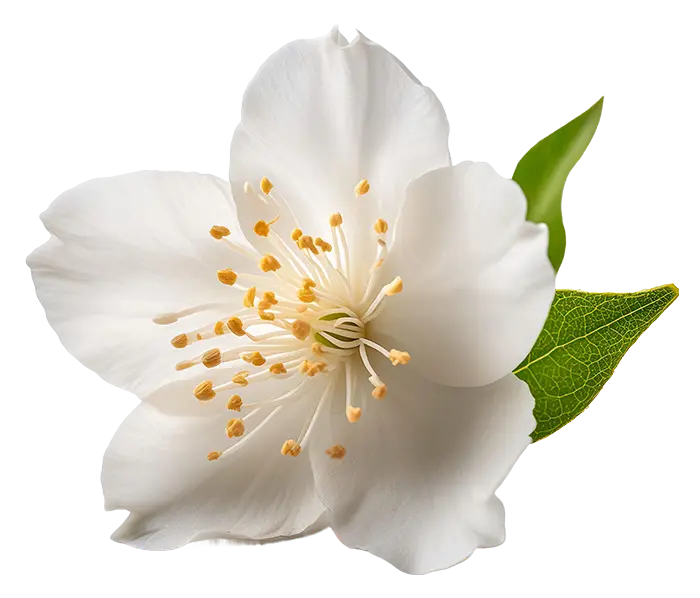 A white jasmine flower with yellow stamens and two green leaves on a white background.