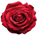 Close-up of a blooming red rose with densely layered petals on a white background.