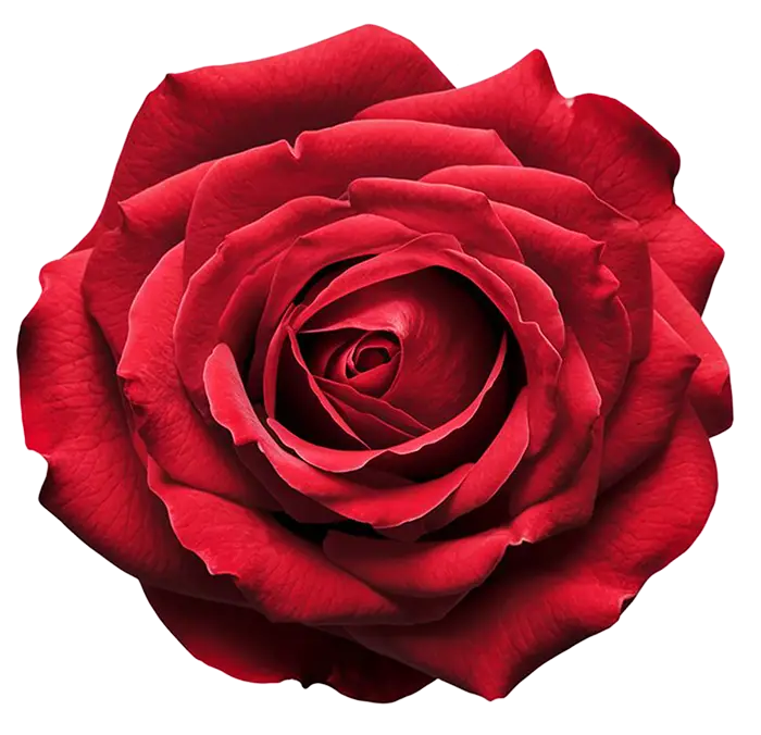 Close-up of a blooming red rose with densely layered petals on a white background.