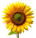 A large sunflower with yellow petals and a green center, on a white background.