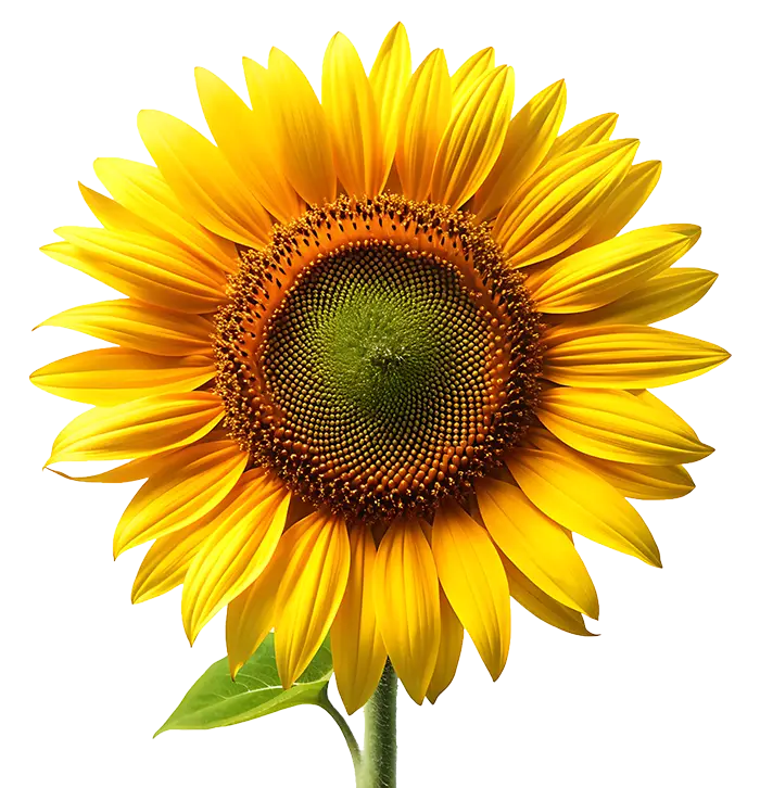 A large sunflower with yellow petals and a green center, on a white background.