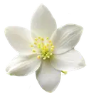 A white jasmine flower with five petals and yellow stamens on a clean white background.