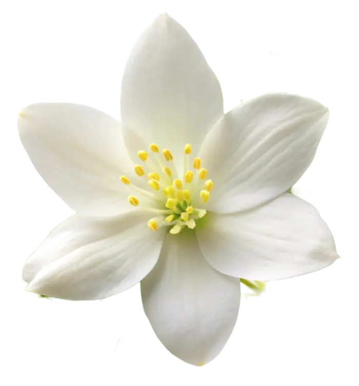 A white jasmine flower with five petals and yellow stamens on a clean white background.