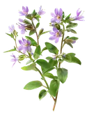 A green branch with small purple flowers and oval leaves on a white background.