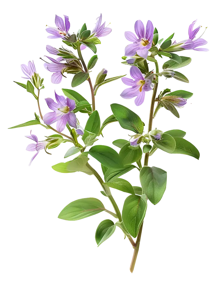 A green branch with small purple flowers and oval leaves on a white background.