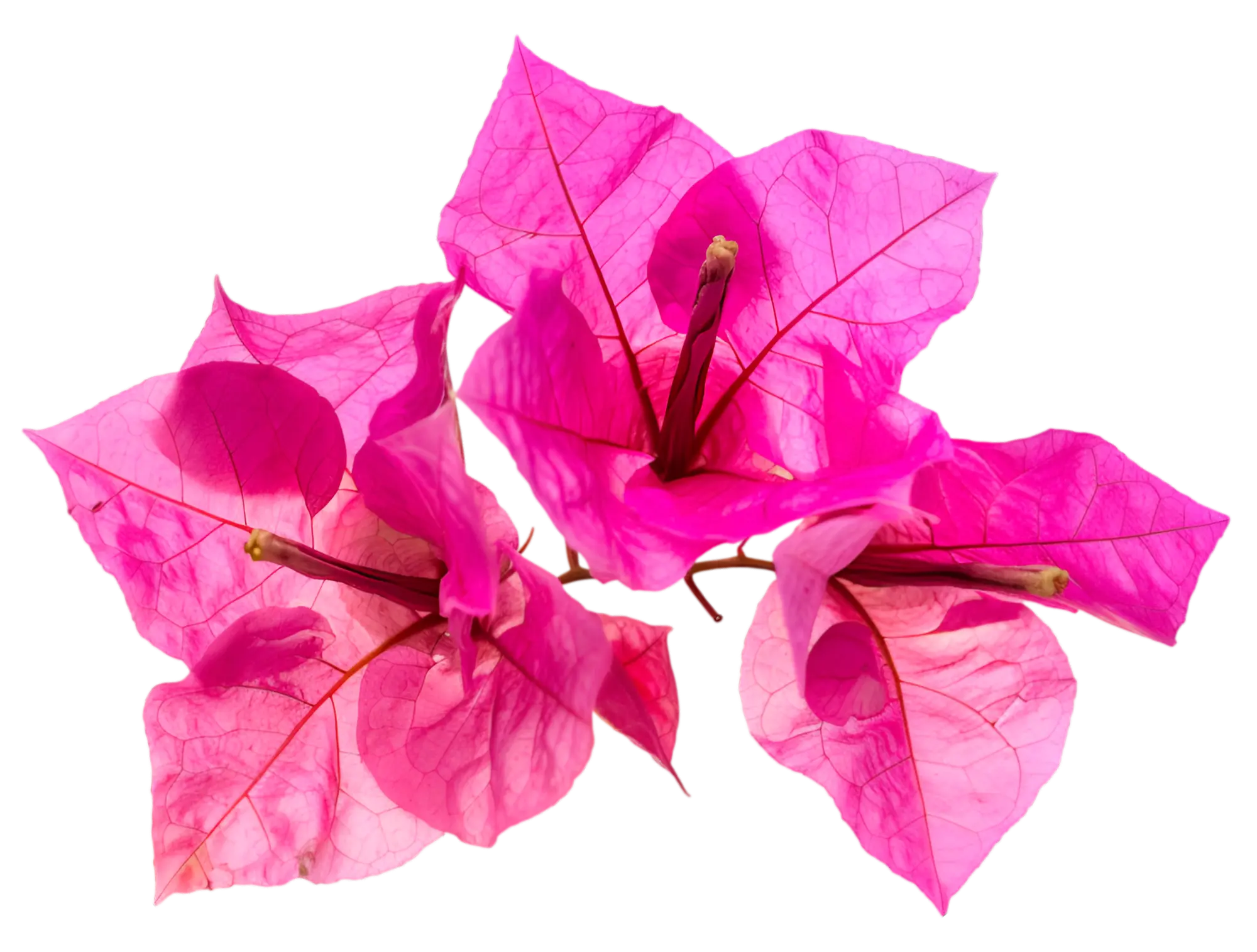 Three bougainvillea flowers in vivid fuchsia with delicate veining on the petals, on a white background.