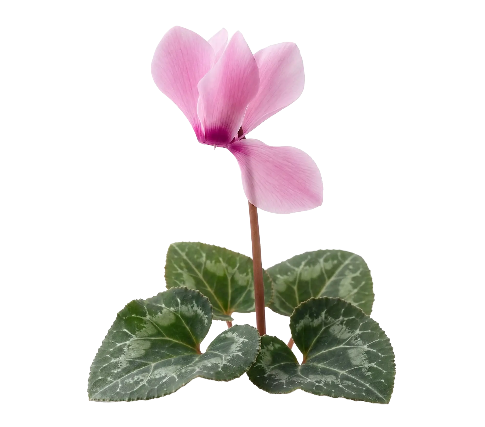 A pink cyclamen flower with green leaves featuring white patterns on a white background.