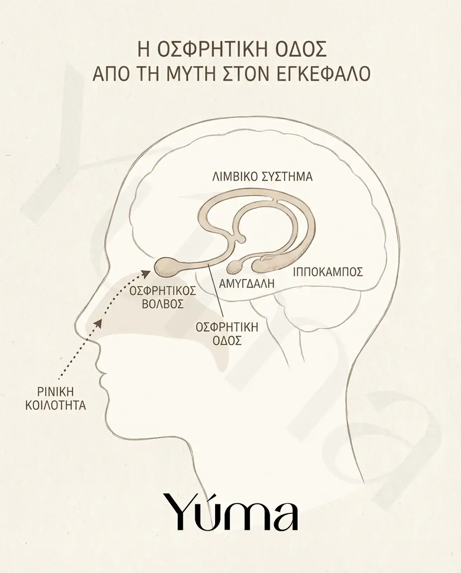 Diagram showing volatile molecules travelling through the nasal cavity to the olfactory epithelium and the brain.