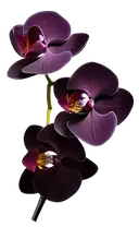 Black Orchid Three deep purple orchids on a green stem with yellow detail at the centre, on a white background.