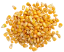 Sweet Corn A pile of dried yellow corn kernels scattered on a white background.