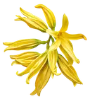 Ylang-Ylang Yellow ylang ylang flowers with long, wavy petals on a white background.