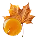 Maple Syrup A round droplet of amber-colored viscous liquid in front of a dry autumn plane tree leaf.