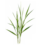 Vetiver Long green grass blades with fine yellow stripes on a white background.
