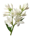 Tuberose Close-up of open white lily blooms and closed buds on a green stem, on a white background.